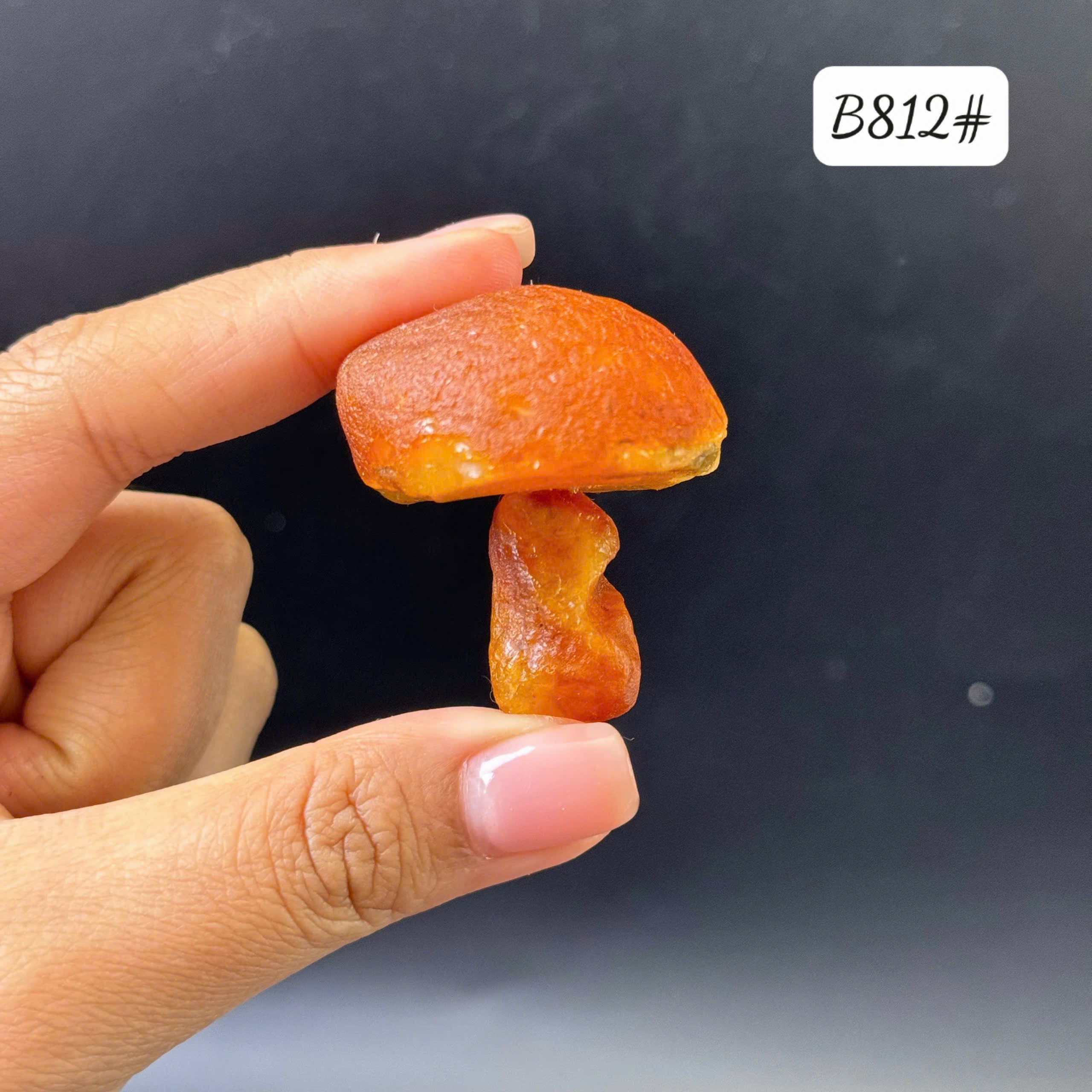 Cây nấm giọt B812